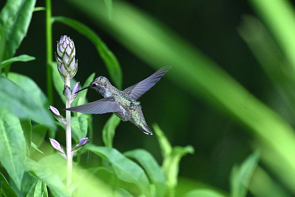Anna's feeding on a Hosta