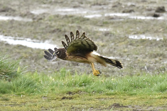 Northern Harrier 4