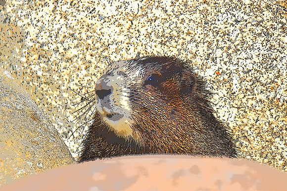 Peek-a-Boo Marmot