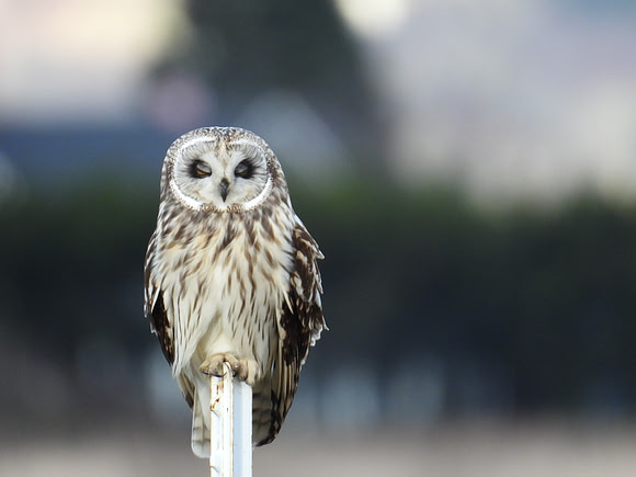 Short-eared Owl with nictitating eyelids partially closed