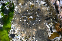 Buried Anemone