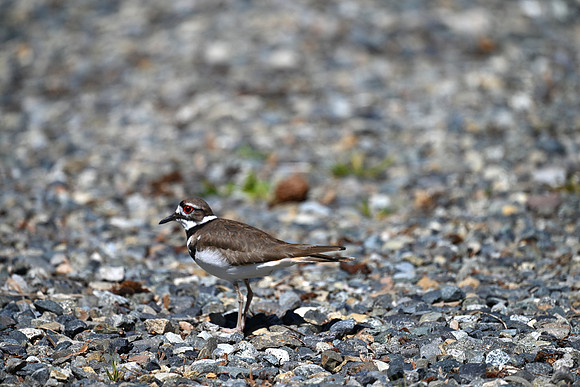 Killdeer