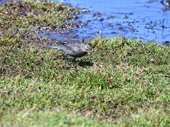 Common Grackle