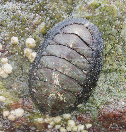 Smooth Mopalia