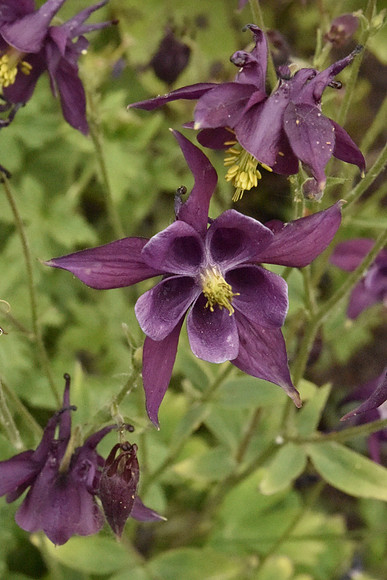 Deep Purple