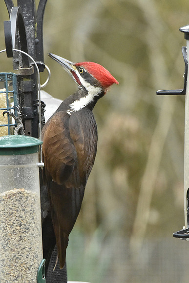 Pileated Woodpecker