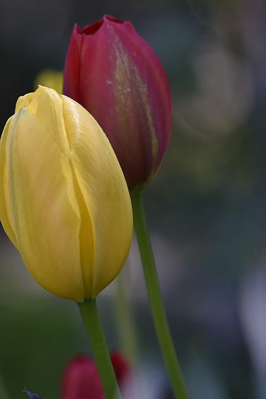 Tulip 5
