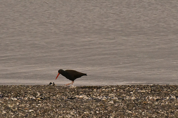 Black Oystercatcher Feeding