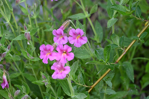 Lewis Monkeyflower