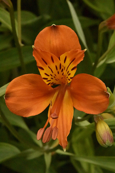 Orange Day Lily