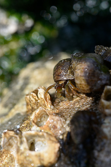 Grainyhand Hermit Crab G1