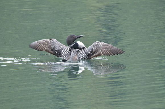 Loon 5 (2)