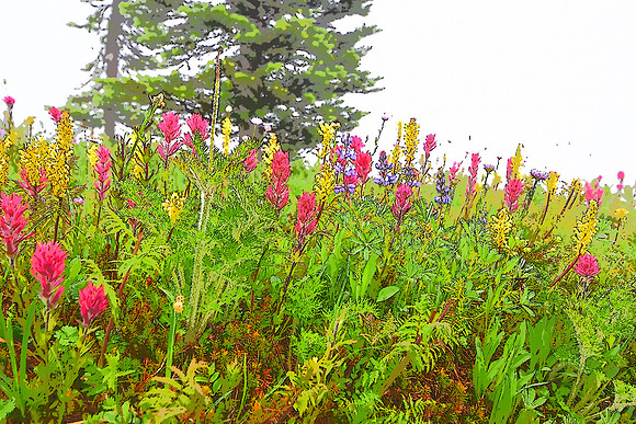 Paradise Meadows A