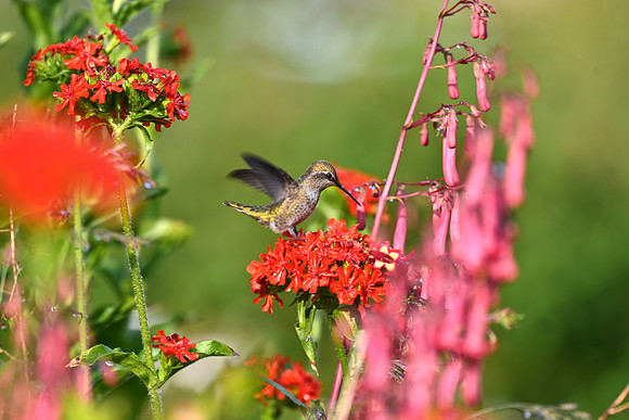 Anna's perched on a flower