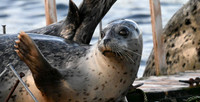 Harbor Seal 3