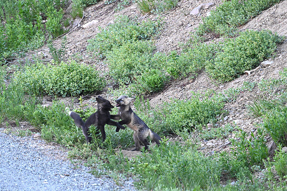 Cascade Foxes 0043