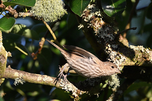 House Finch