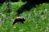 Black Bear 3313
