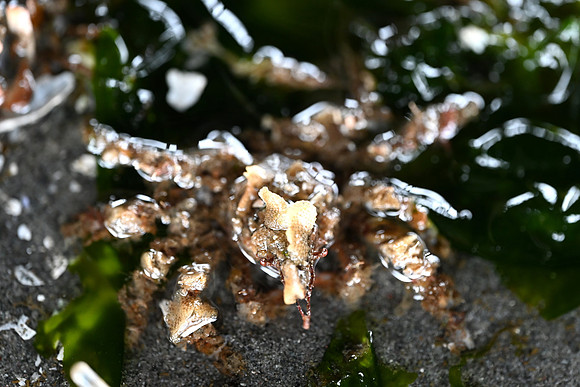Graceful Decorator crab 2