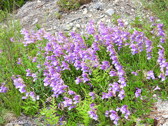 Davidson's Penstemon