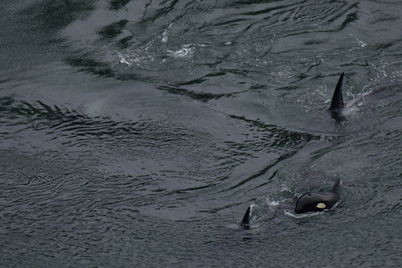 Orca 8