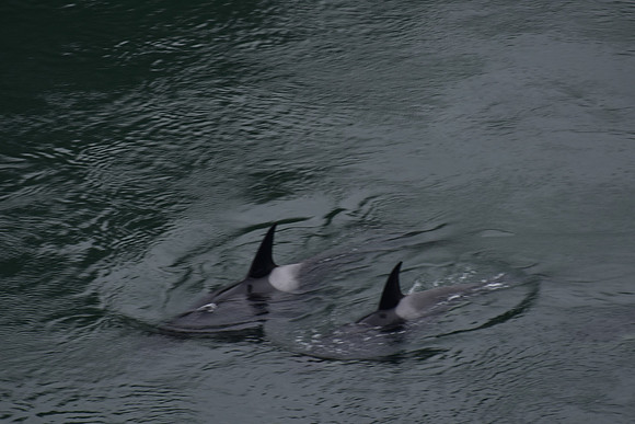 Orcas