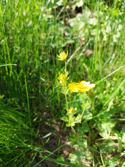 Varied-leaf Cinquefoil