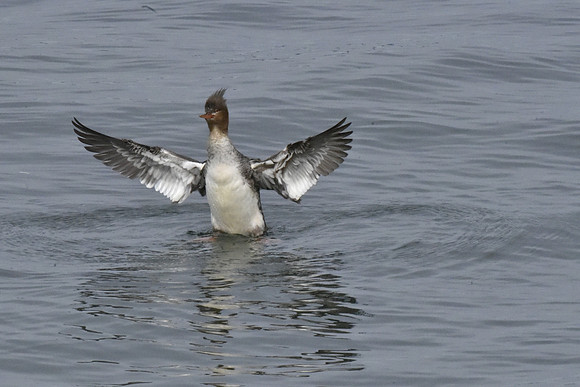 Red-breasted Merganser 4