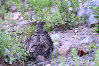 Sooty Grouse