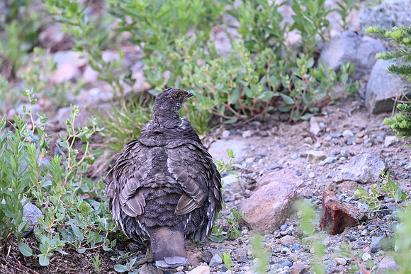 Sooty Grouse