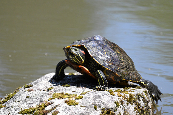 Painted Turtle