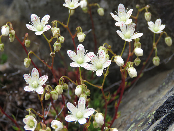 Spotted Saxifrage