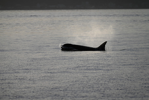 Surfacing
