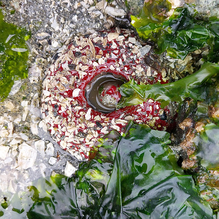 Rose Anemone