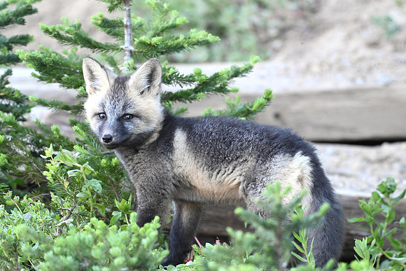 Cascade fox 2607