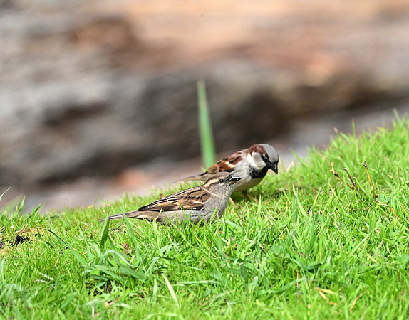 House Sparrow