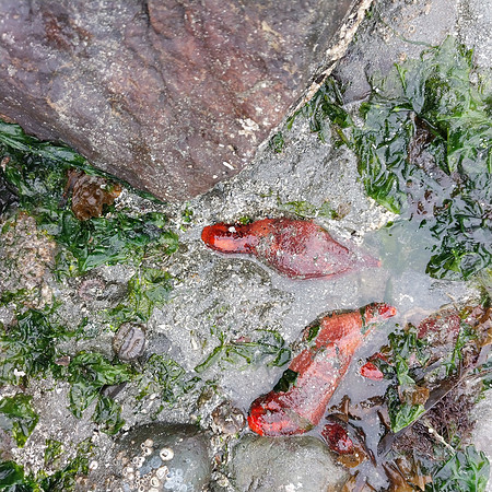 Sea Cucumbers