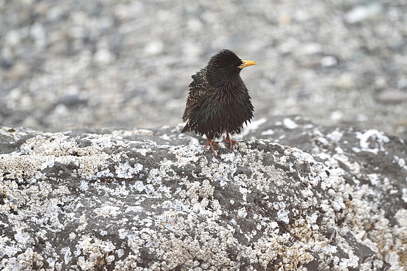 Starling Fledgling