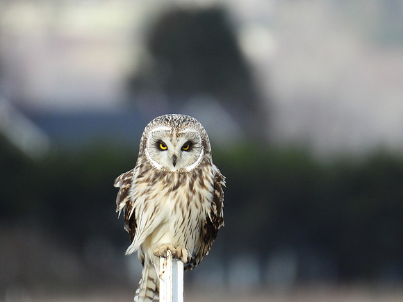 Alpha Female Short-eared Owl