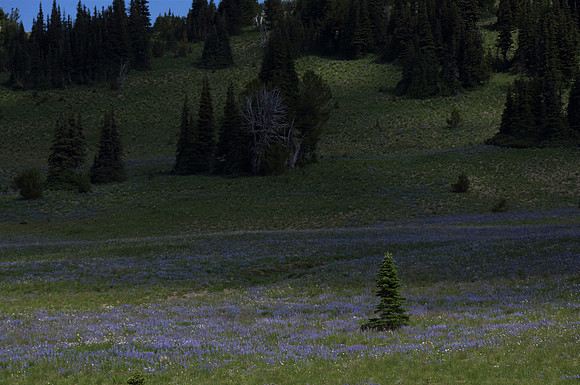 Sunrise lupine 2021