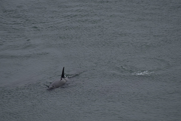 Orcas