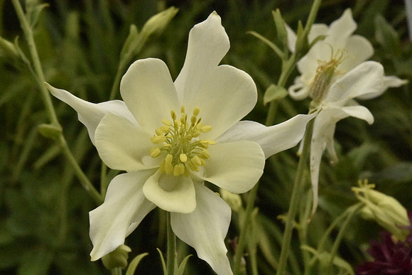 Aussie White