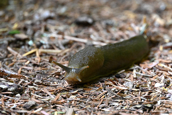 Slug