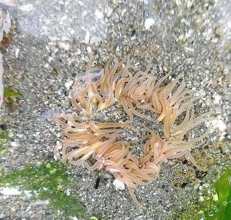 Buried Anemone 2