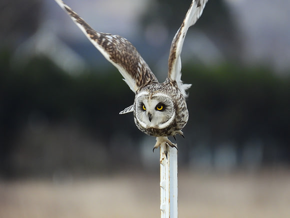 Short-eared Owl taking off