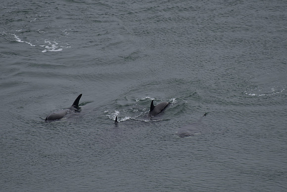 Orcas