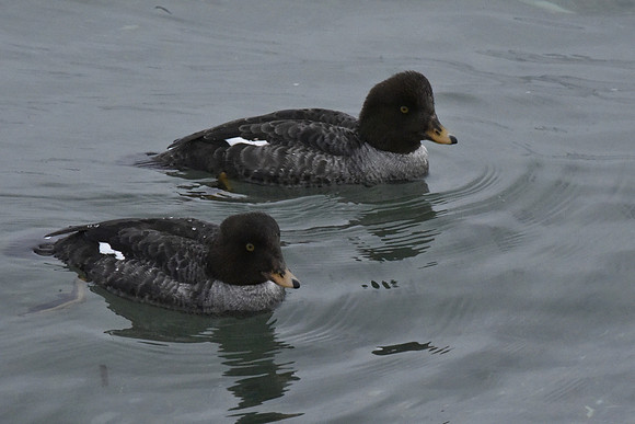 Female C. Goldeneye