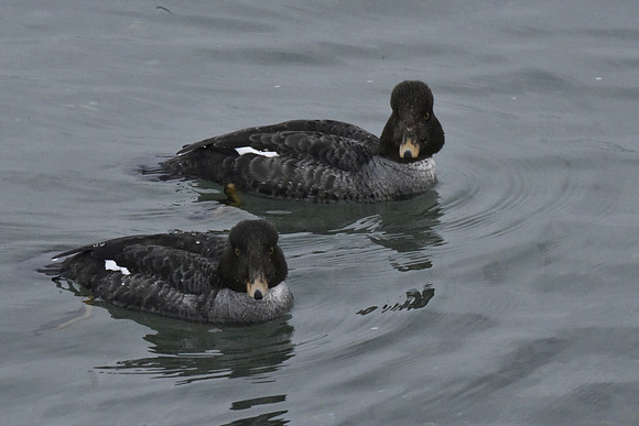 Common Goldeneye