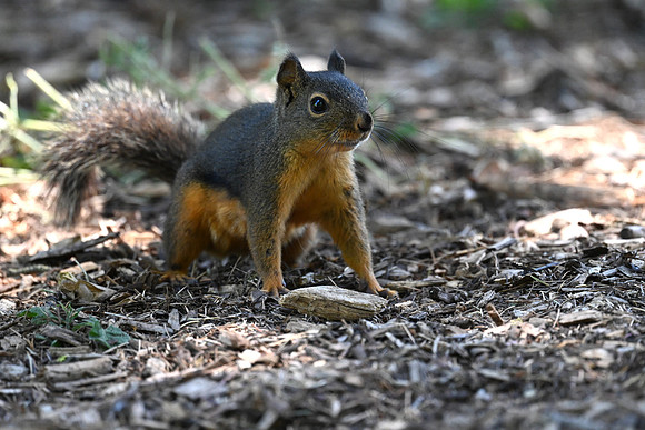 Douglas Squirrel