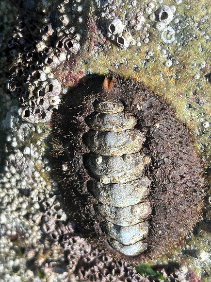 Mossy Chiton